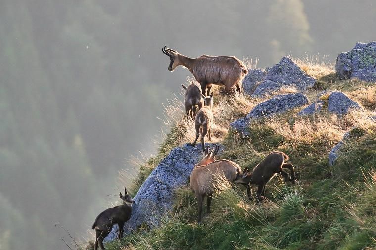 location vacances vosges