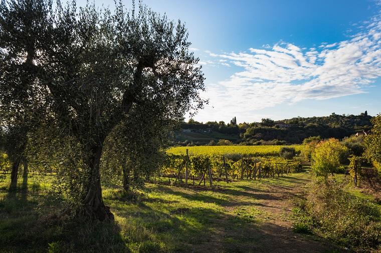 castelnuovo berardenga location